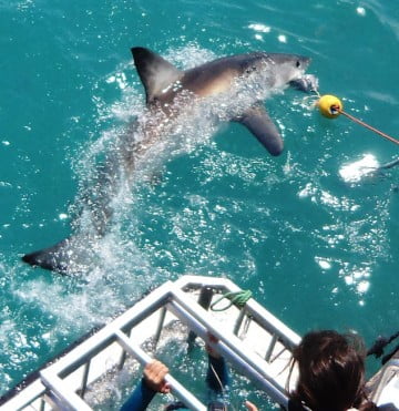 Cape Town shark diving 